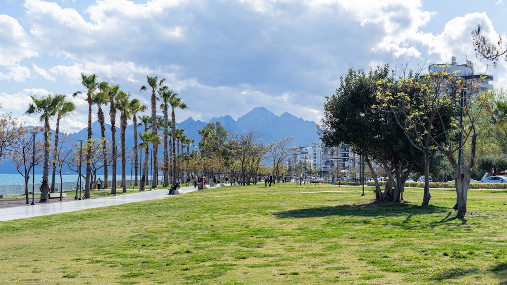a grassy area with palm trees and mountains in the background