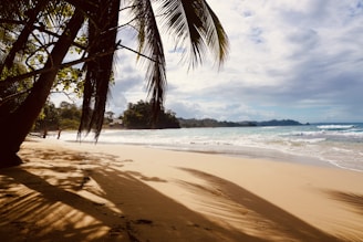 a palm tree casts a shadow on a sandy beach