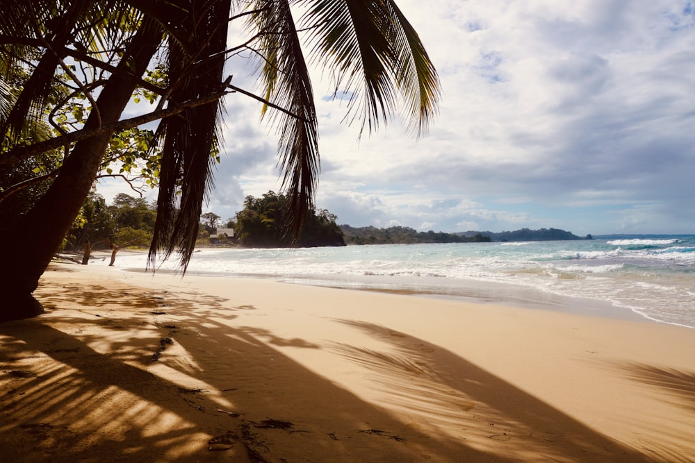 uma palmeira projeta uma sombra em uma praia de areia