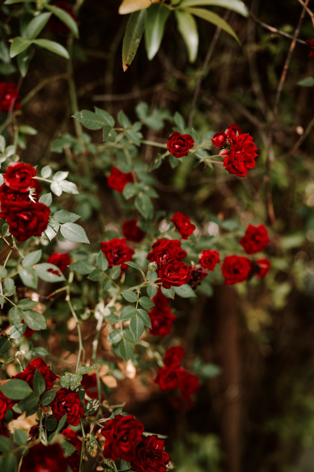 a bush of red roses with green leaves