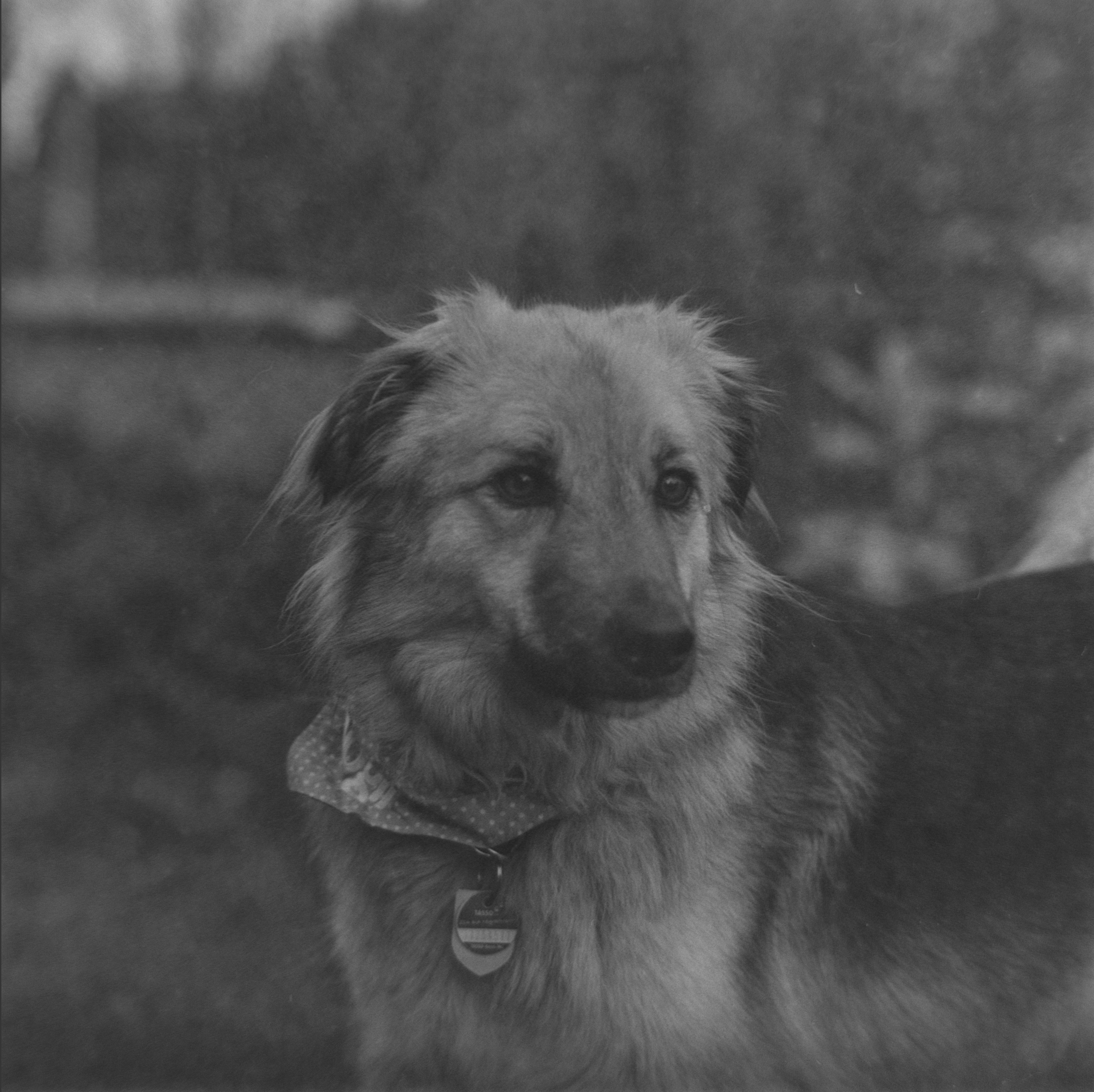 a black and white photo of a dog