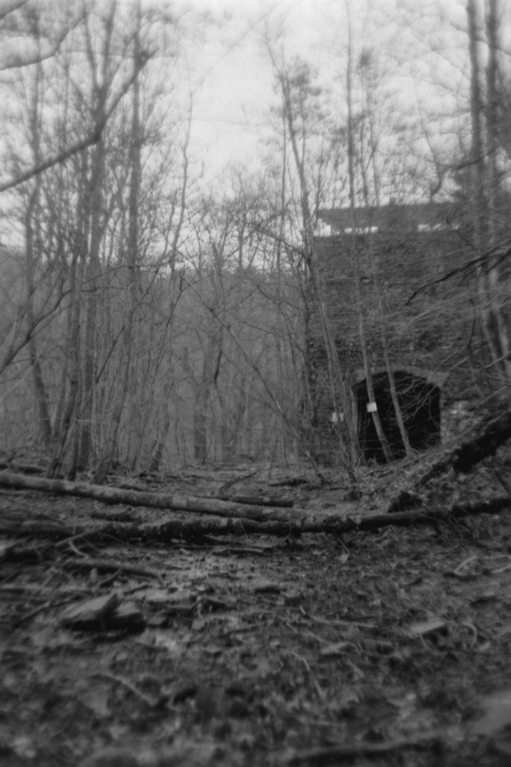 a black and white photo of a forest