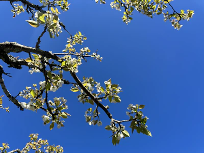 A vibrant spring garden showing fresh buds and light pruning on trees.