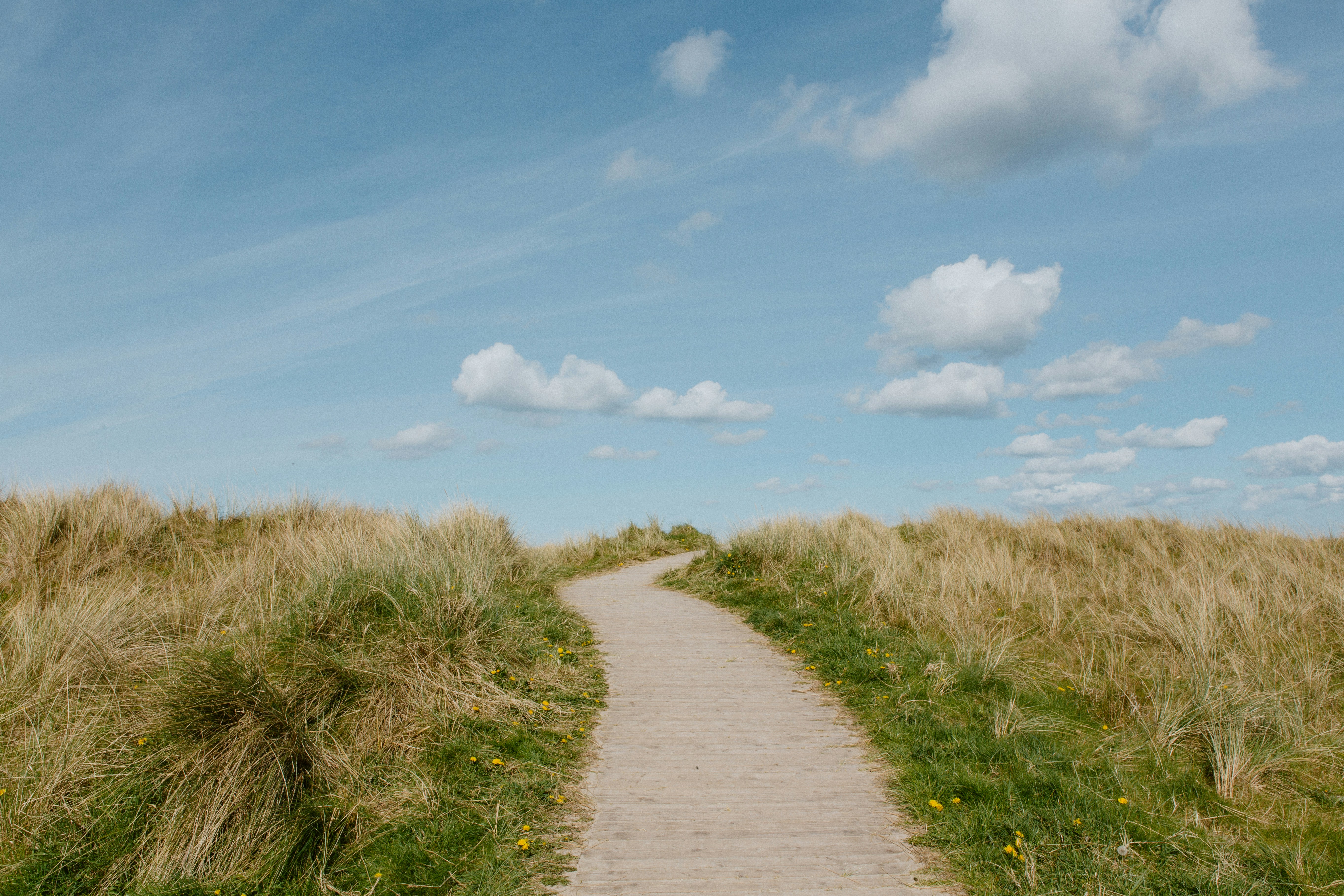 a path in the middle of a grassy field, 