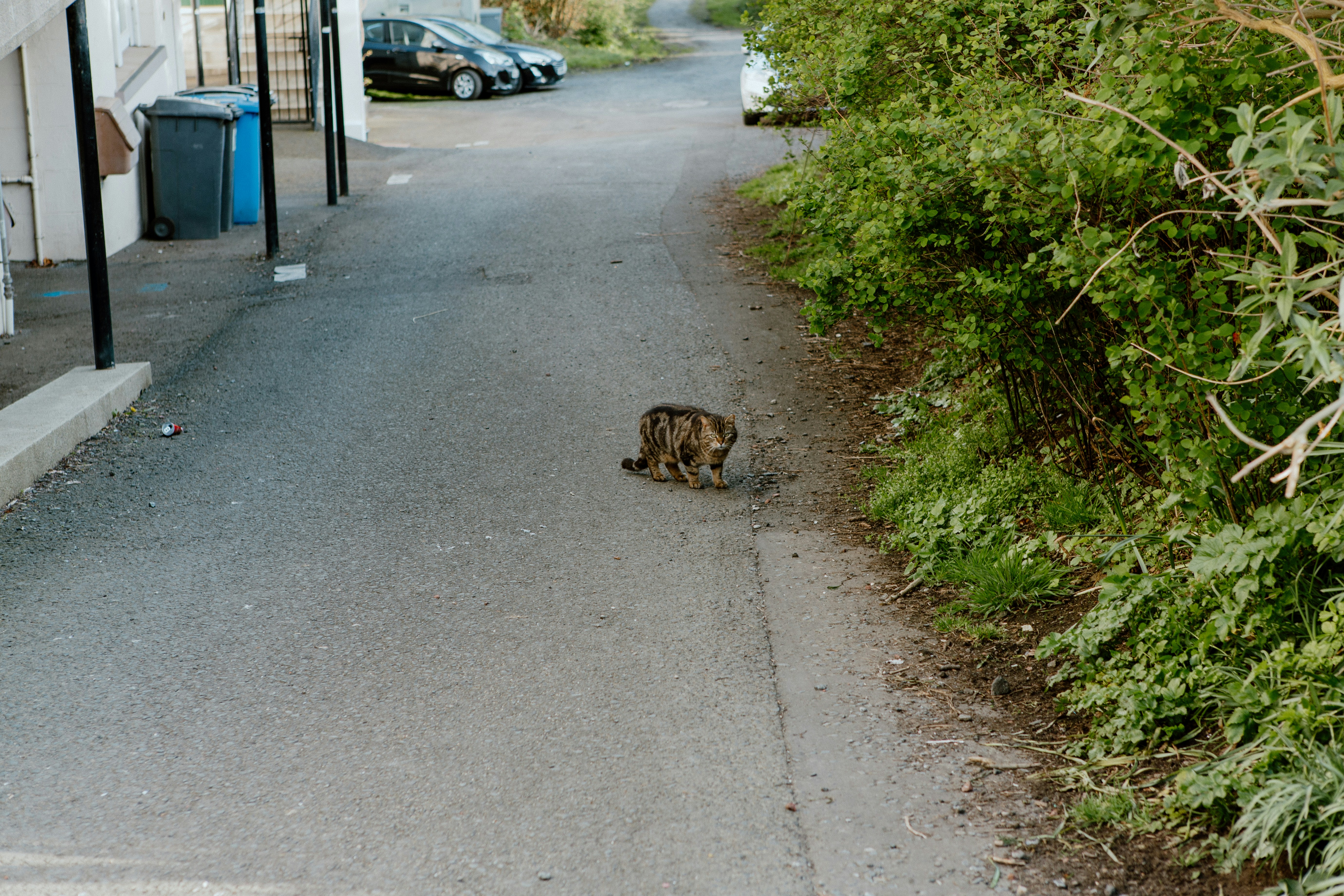 a cat that is standing in the street