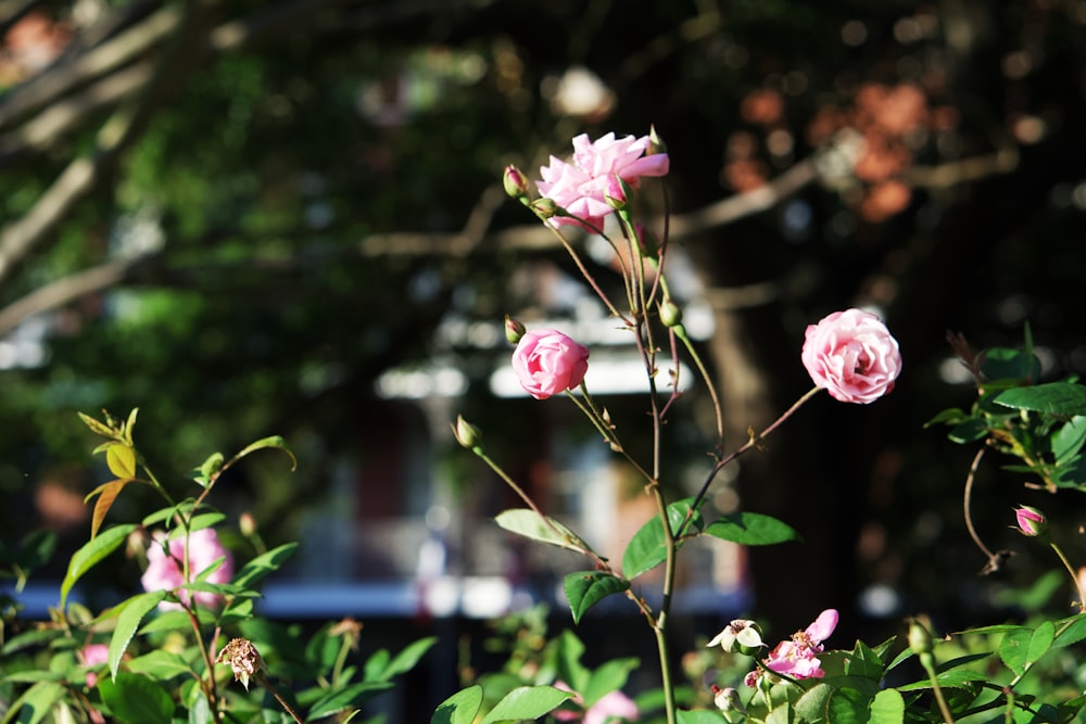 some pink flowers are growing in a garden