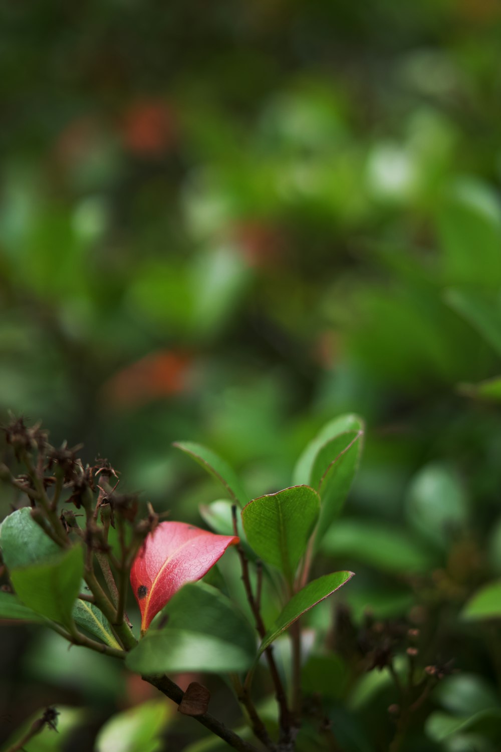 a pink flower with green leaves in the background