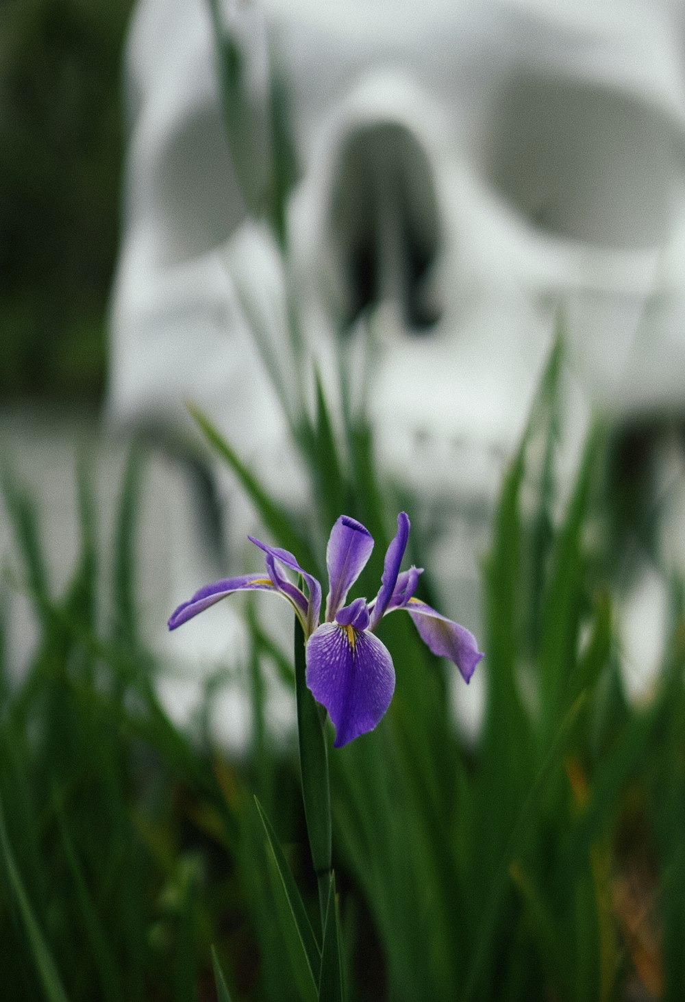 a purple flower in front of a white car