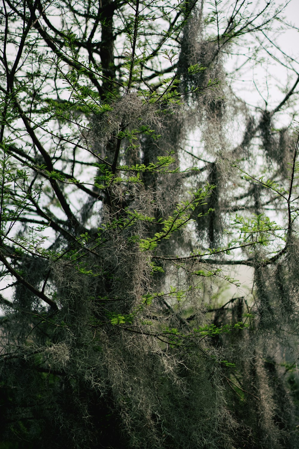 a large tree covered in moss and hanging from it's branches