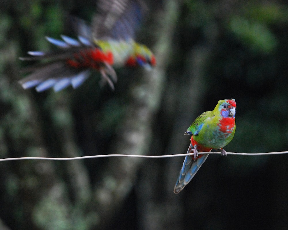 a couple of birds that are sitting on a wire