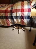 A dog is partially under a bed with only its hind legs and tail visible. The bedspread has a plaid pattern with red, blue, and cream colors, and the floor is carpeted.