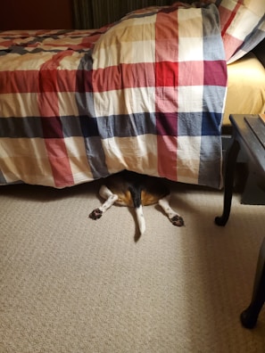 A dog is partially under a bed with only its hind legs and tail visible. The bedspread has a plaid pattern with red, blue, and cream colors, and the floor is carpeted.