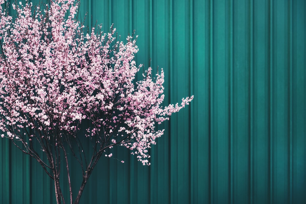 a small tree with pink flowers in front of a green wall