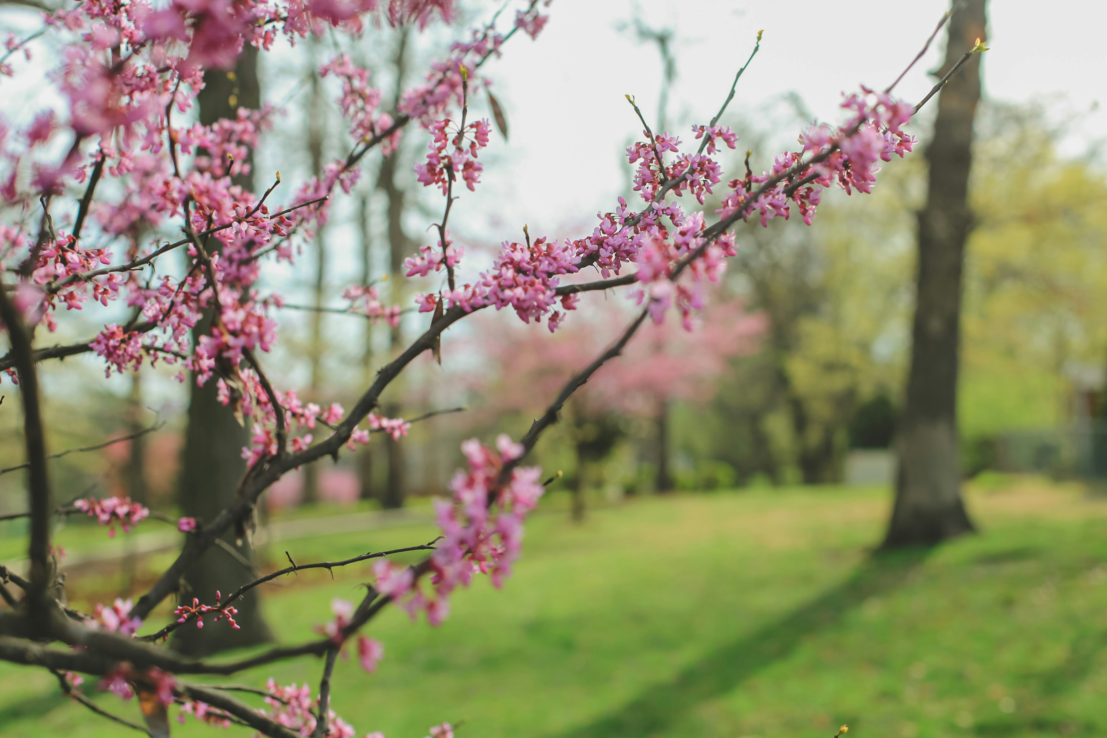 Photo by jessicalfadel