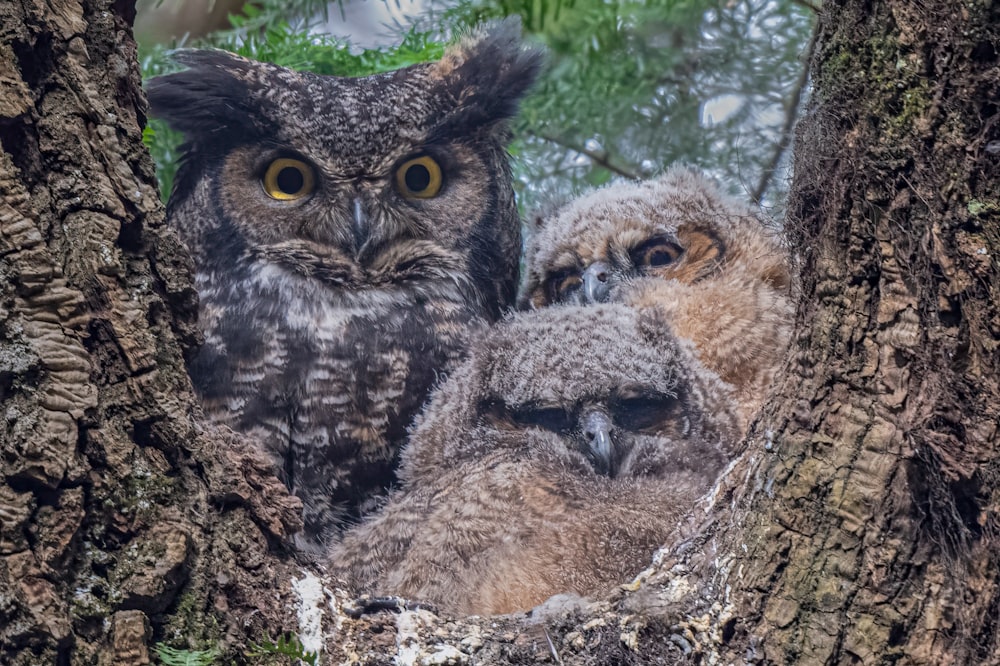 three owls are sitting in a nest in a tree