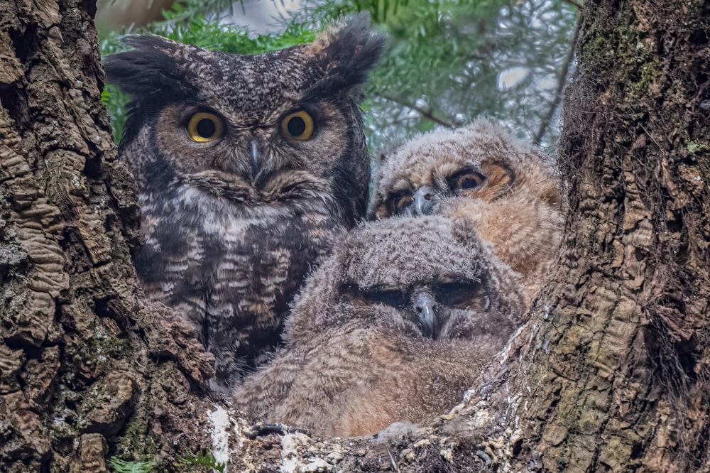 Tre gufi sono seduti in un nido su un albero