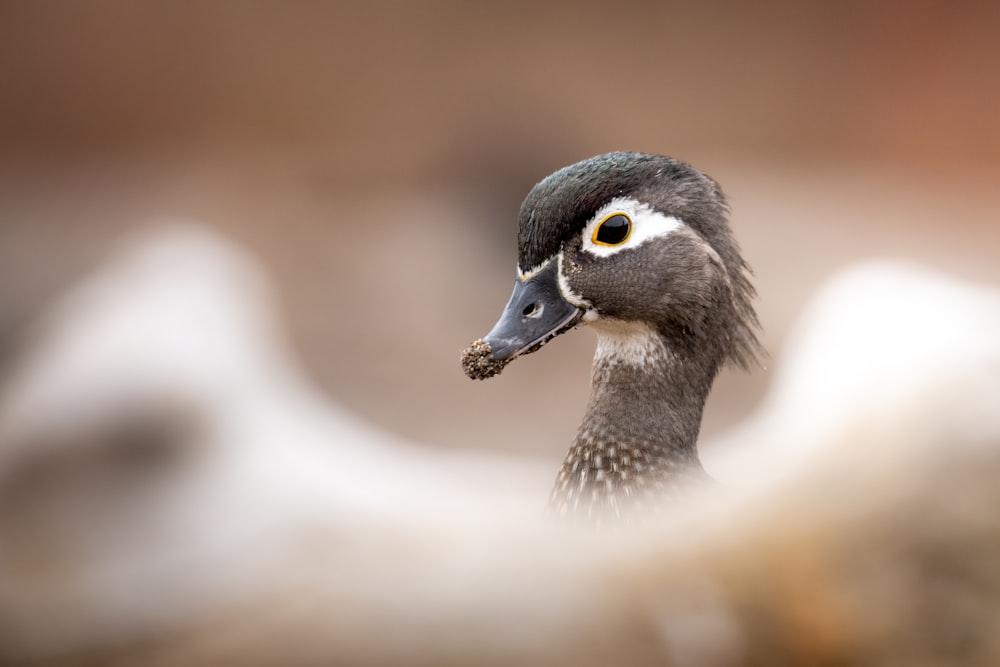 a close up of a duck with a blurry background