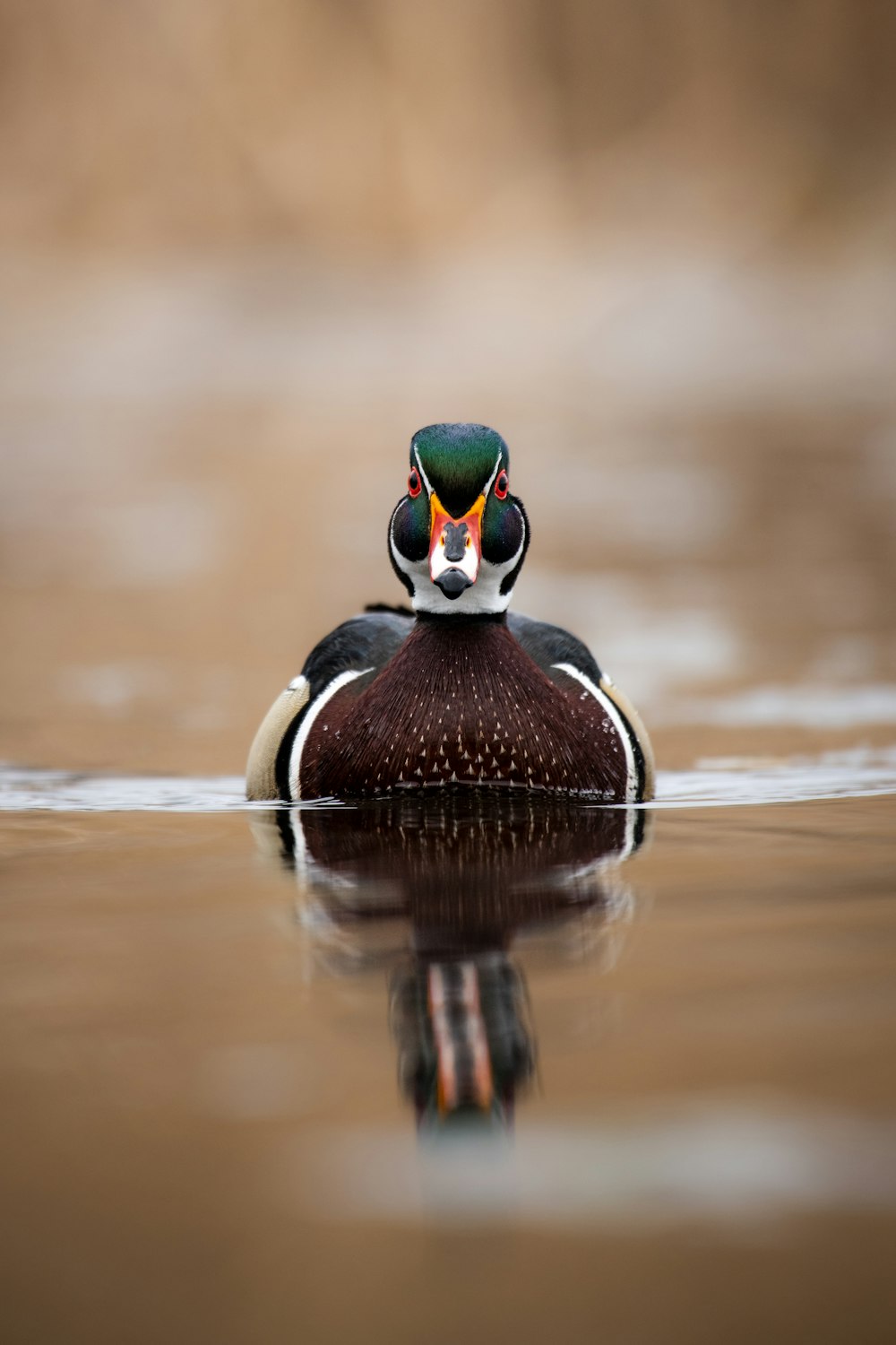 a close up of a duck on a body of water