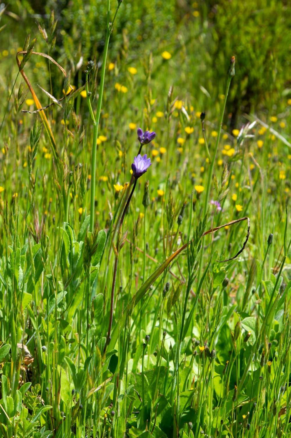 a purple flower is in the middle of a field