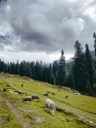A lush green meadow with sheep grazing peacefully, surrounded by tall pine trees. Overhead, dramatic clouds fill the sky, casting shadows across the landscape. A small red structure is visible in the distance.