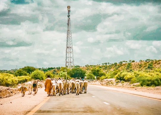 A herd of cattle is being guided by a person wearing traditional clothing on a road that cuts through a rural landscape. The sky is cloudy, and in the background, there is a tall communication tower surrounded by lush green vegetation and rolling hills.