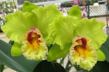 Rare green orchid with delicate veining and a soft glow.