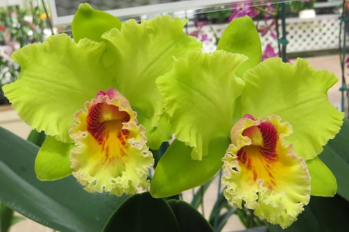 Bright green orchids with ruffled edges and a striking center in shades of yellow and pink. The vibrant flowers are set against dark green leaves and are situated in what appears to be a greenhouse or botanical setting, with a blurred background that suggests other plants.