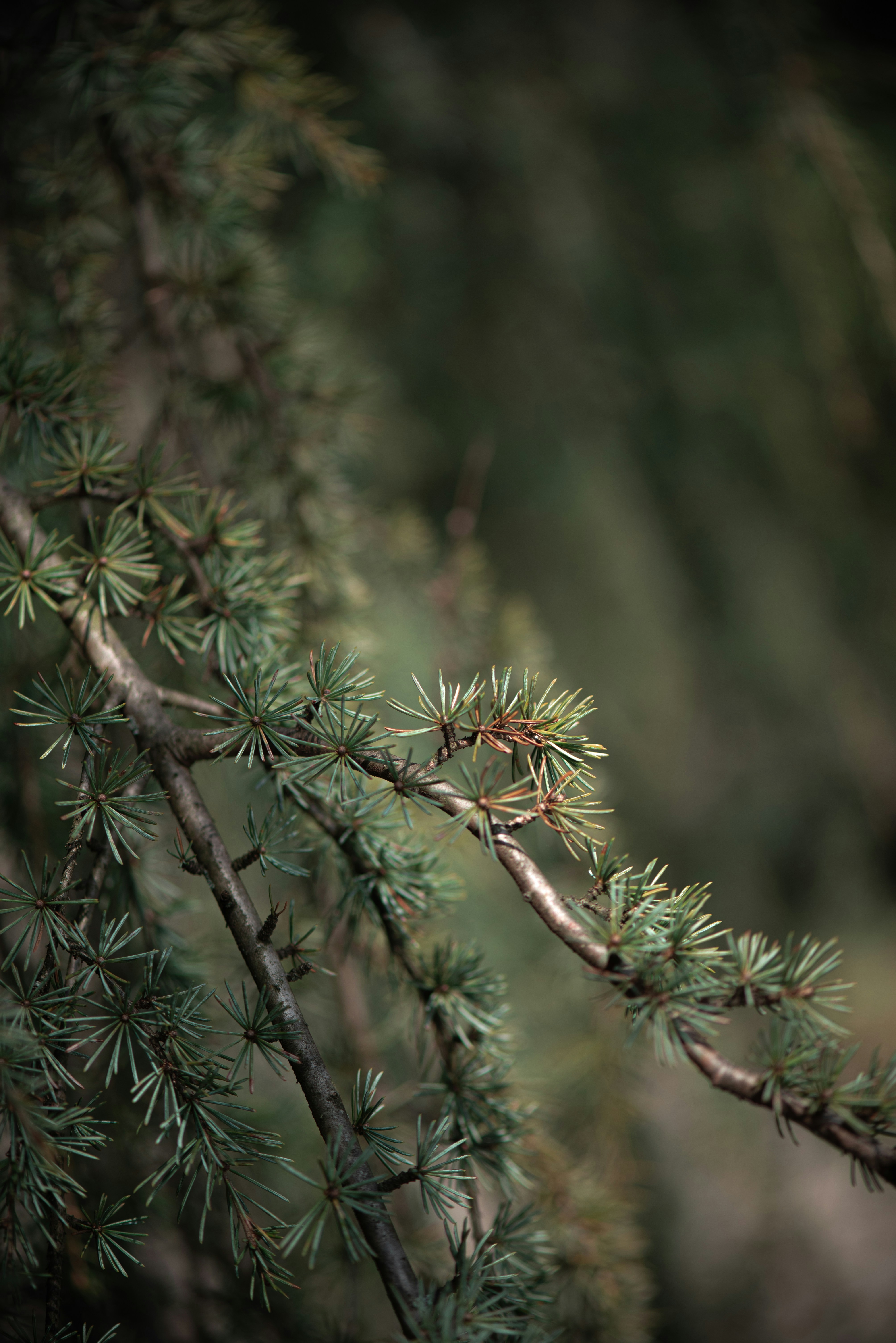 Photo by albulenapanduri