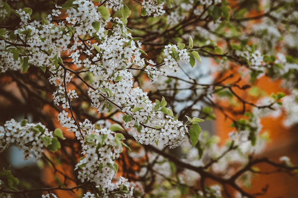 a tree with white flowers and green leaves