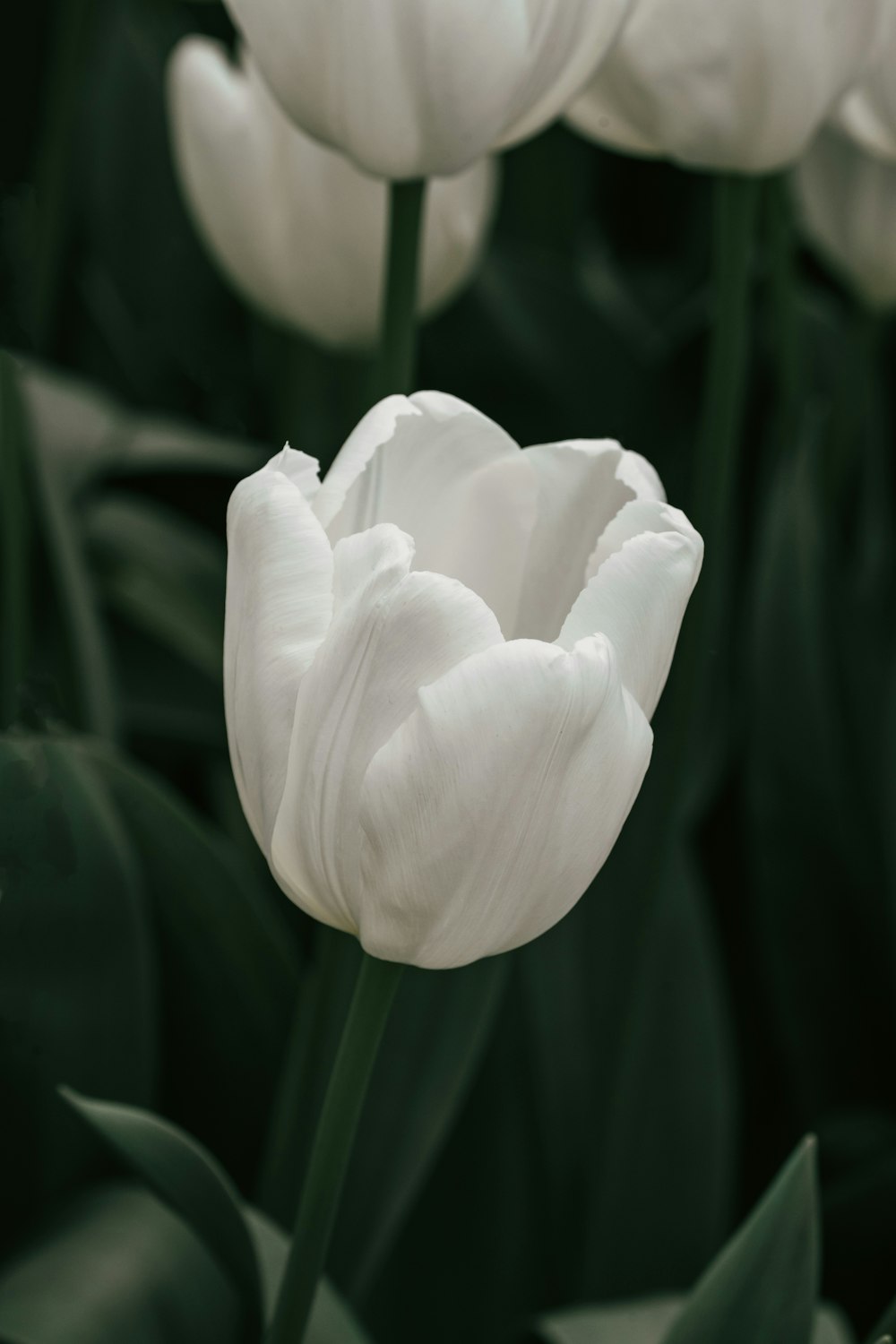 a close up of a white flower in a field