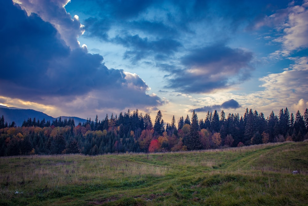 a grassy field with trees in the background