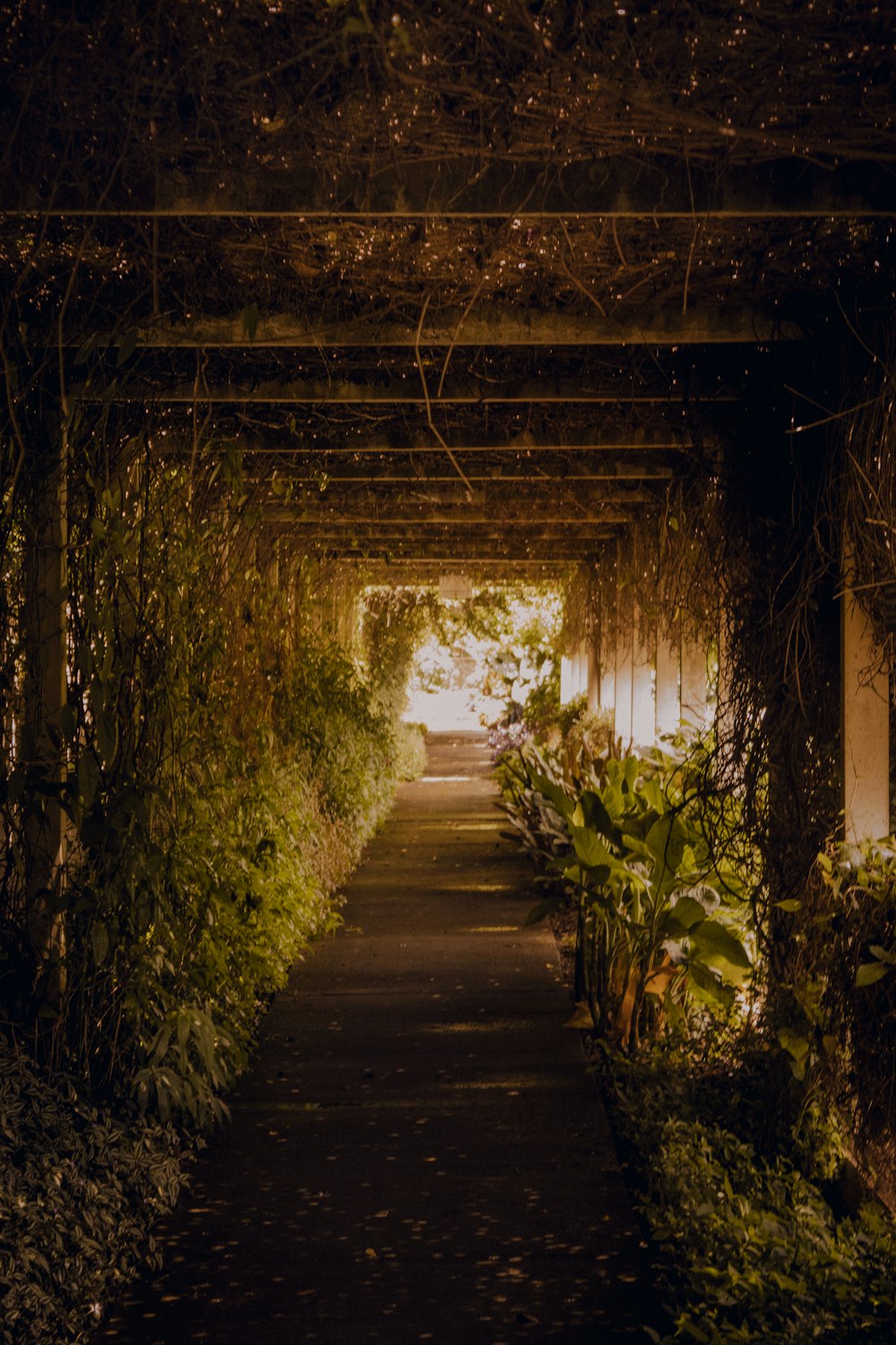 a tunnel of trees and plants in a park