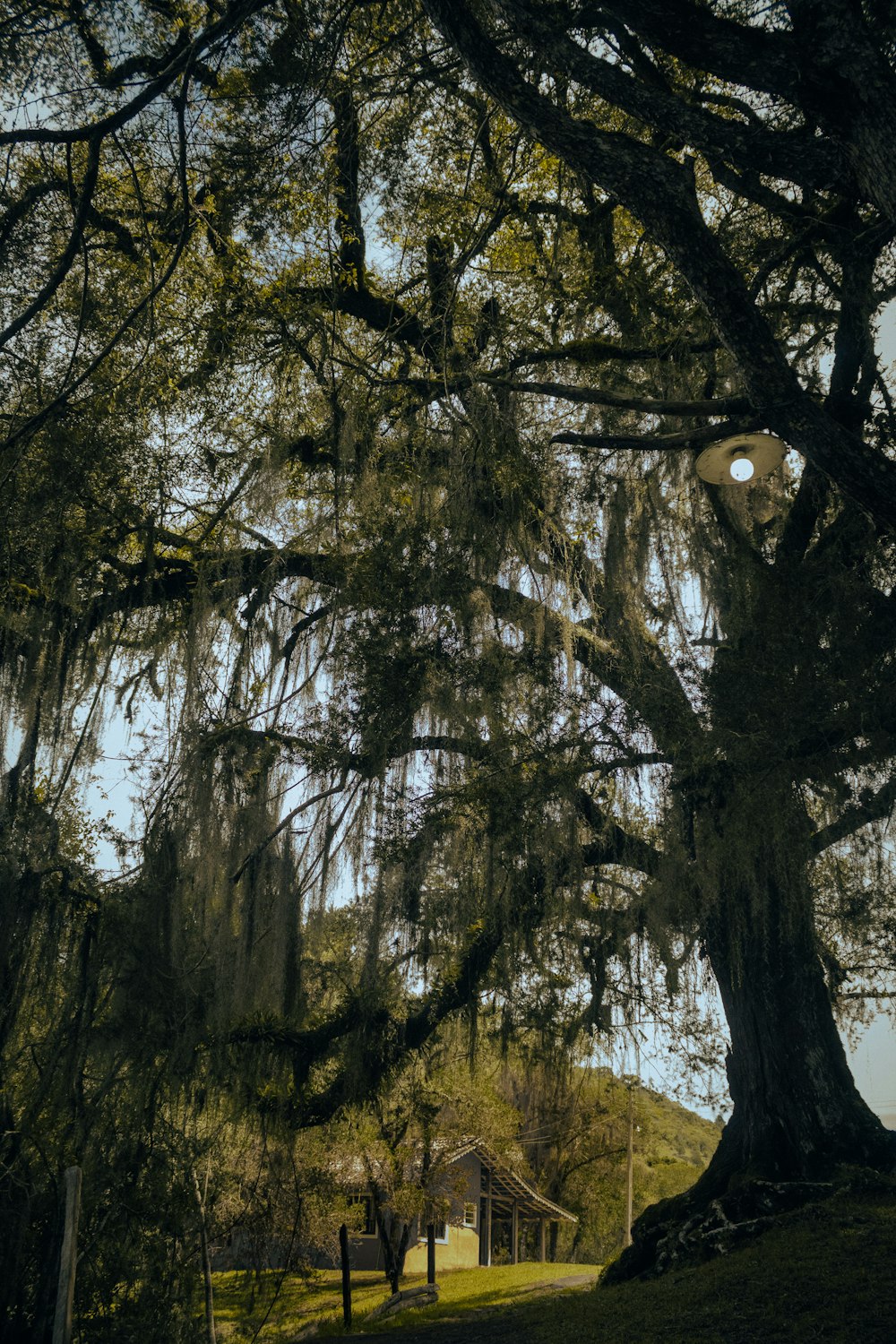 a large tree with moss hanging from it's branches