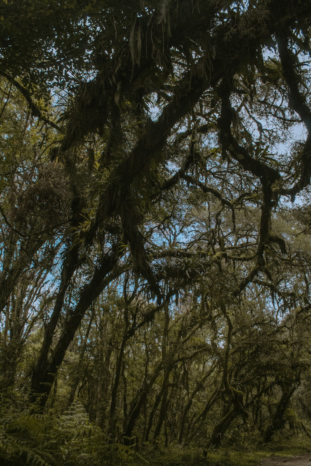 a dirt road surrounded by lots of trees