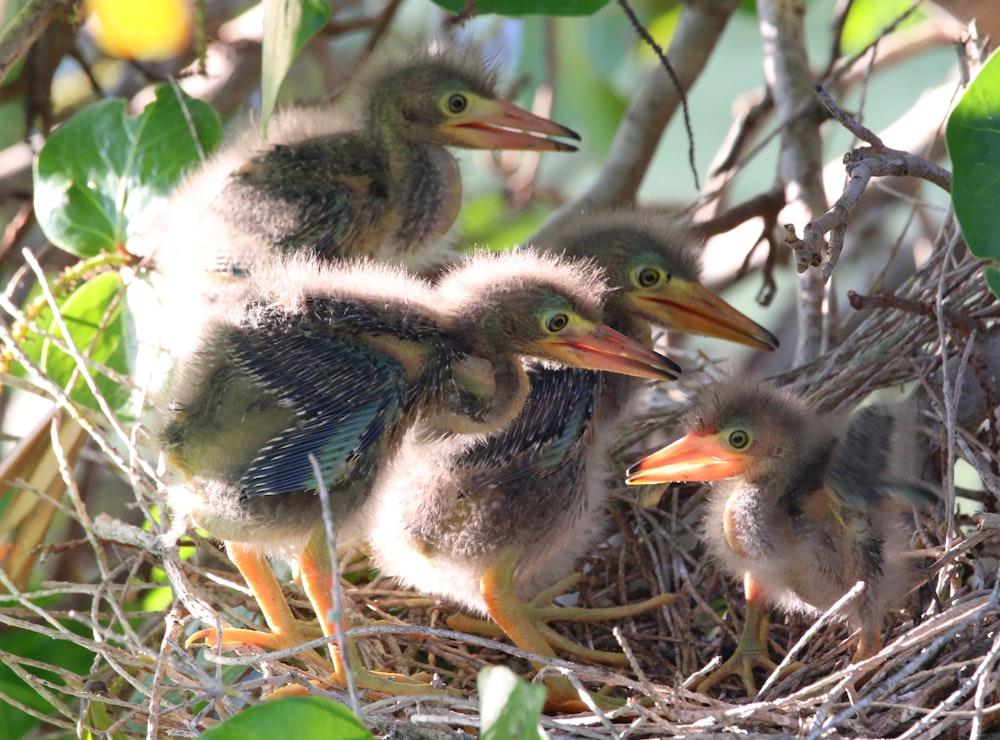 a group of baby birds sitting on top of a nest