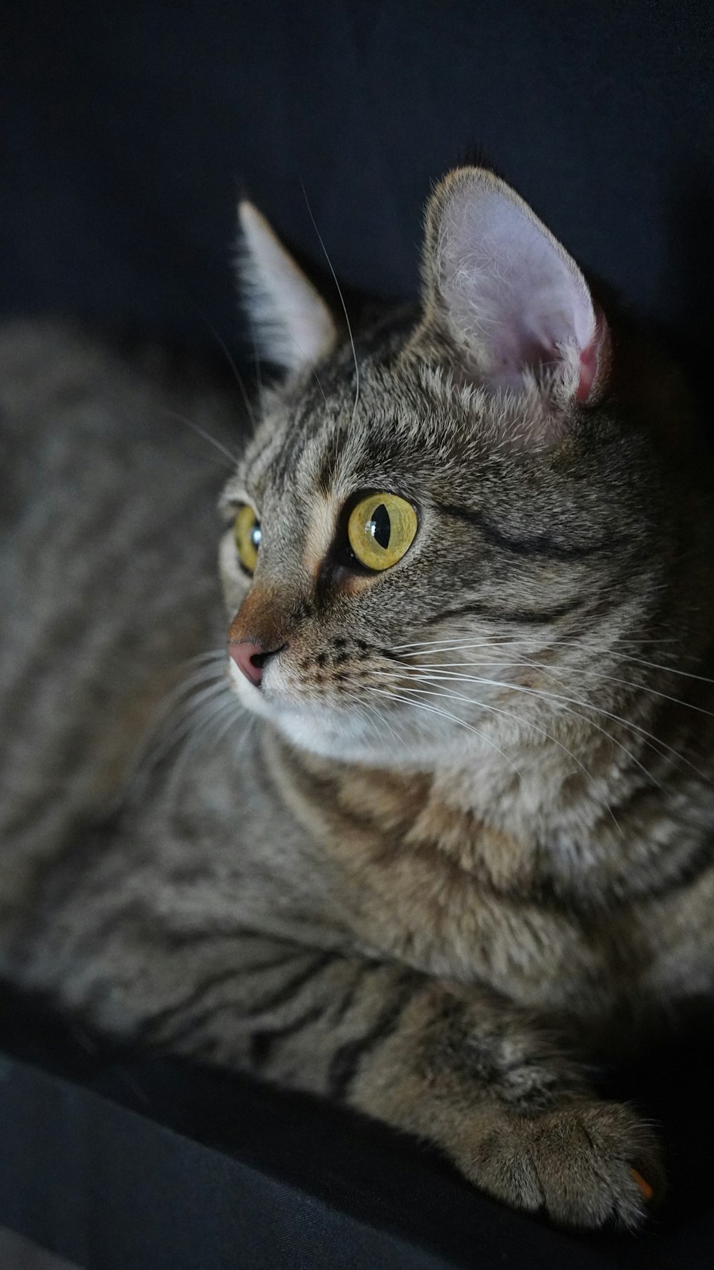 a cat sitting on top of a black couch