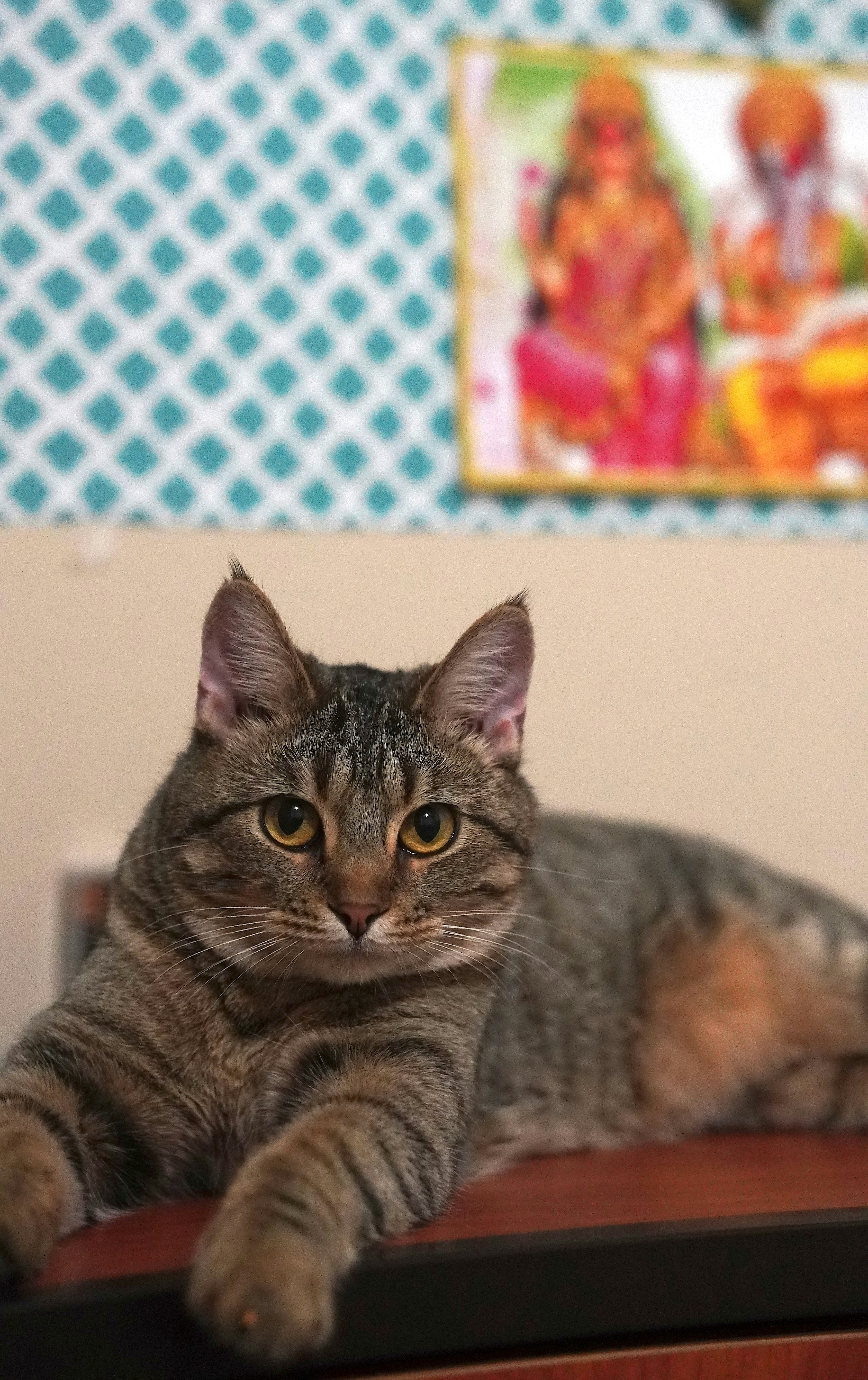 a cat laying on top of a wooden desk