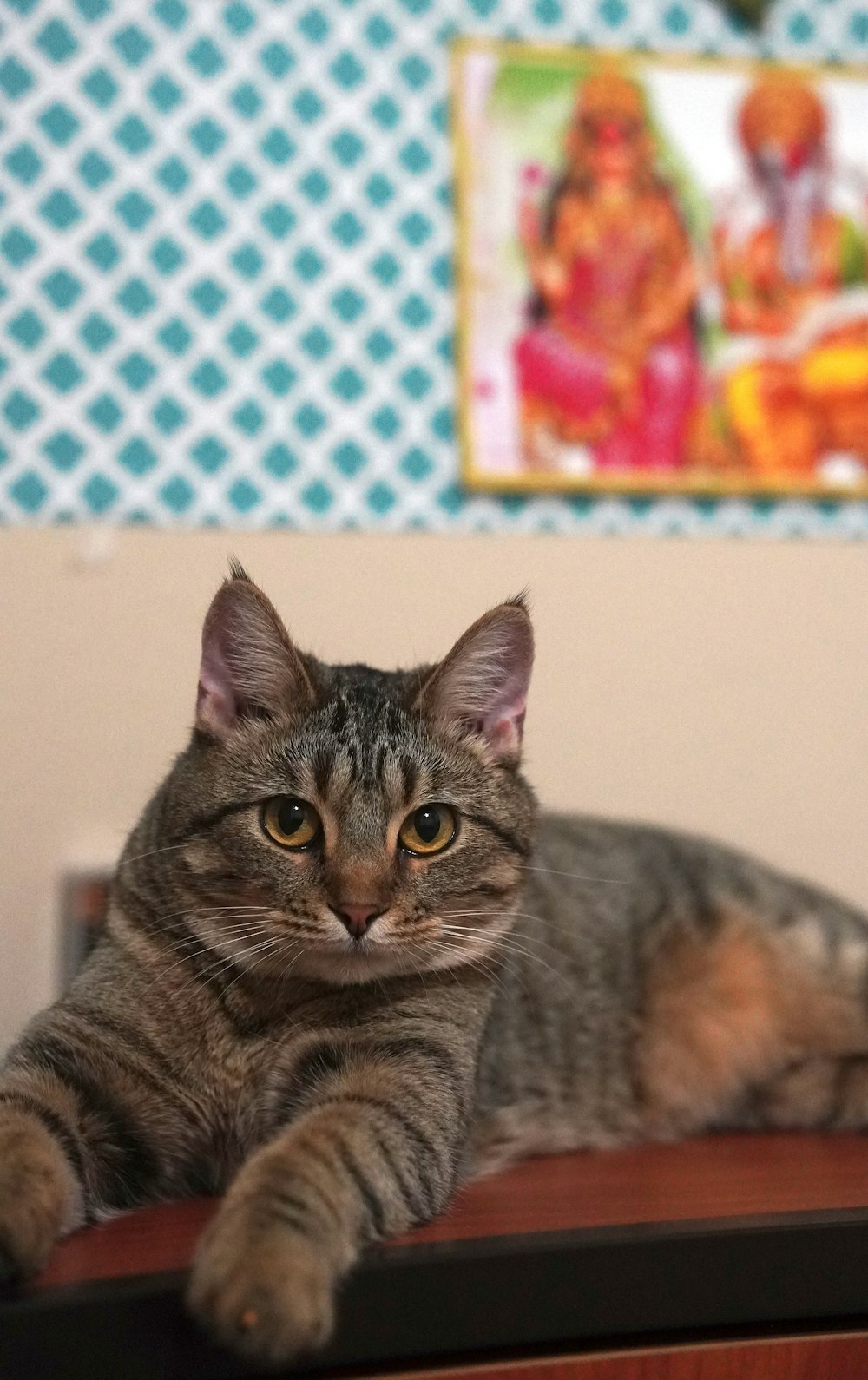 a cat laying on top of a wooden desk