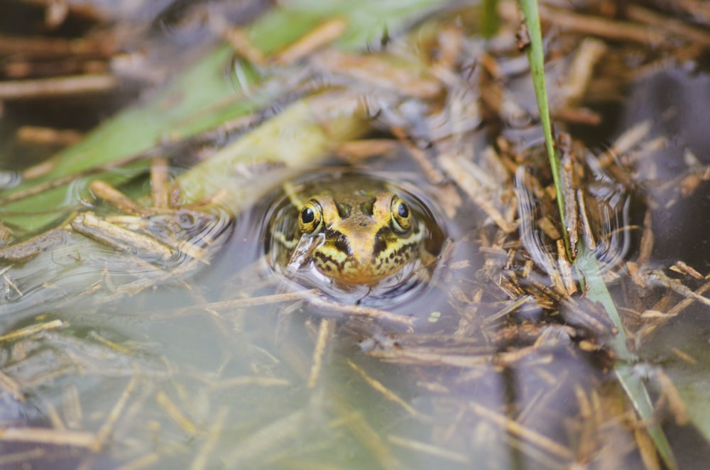 a small frog is swimming in the water