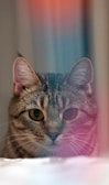 A close-up view of a tabby cat with large, expressive eyes and distinct striped markings. The cat is partially obscured by a colorful blur in the foreground, featuring shades of pink, red, and blue.