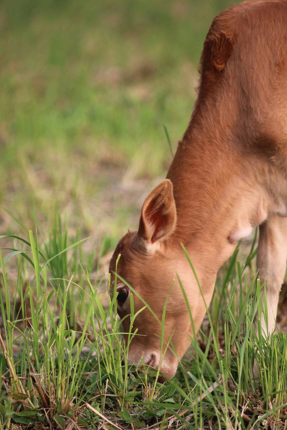 a brown cow eating grass in a field