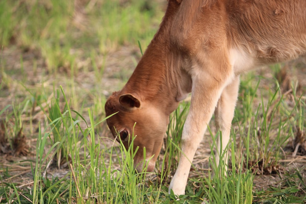 a brown cow eating grass in a field