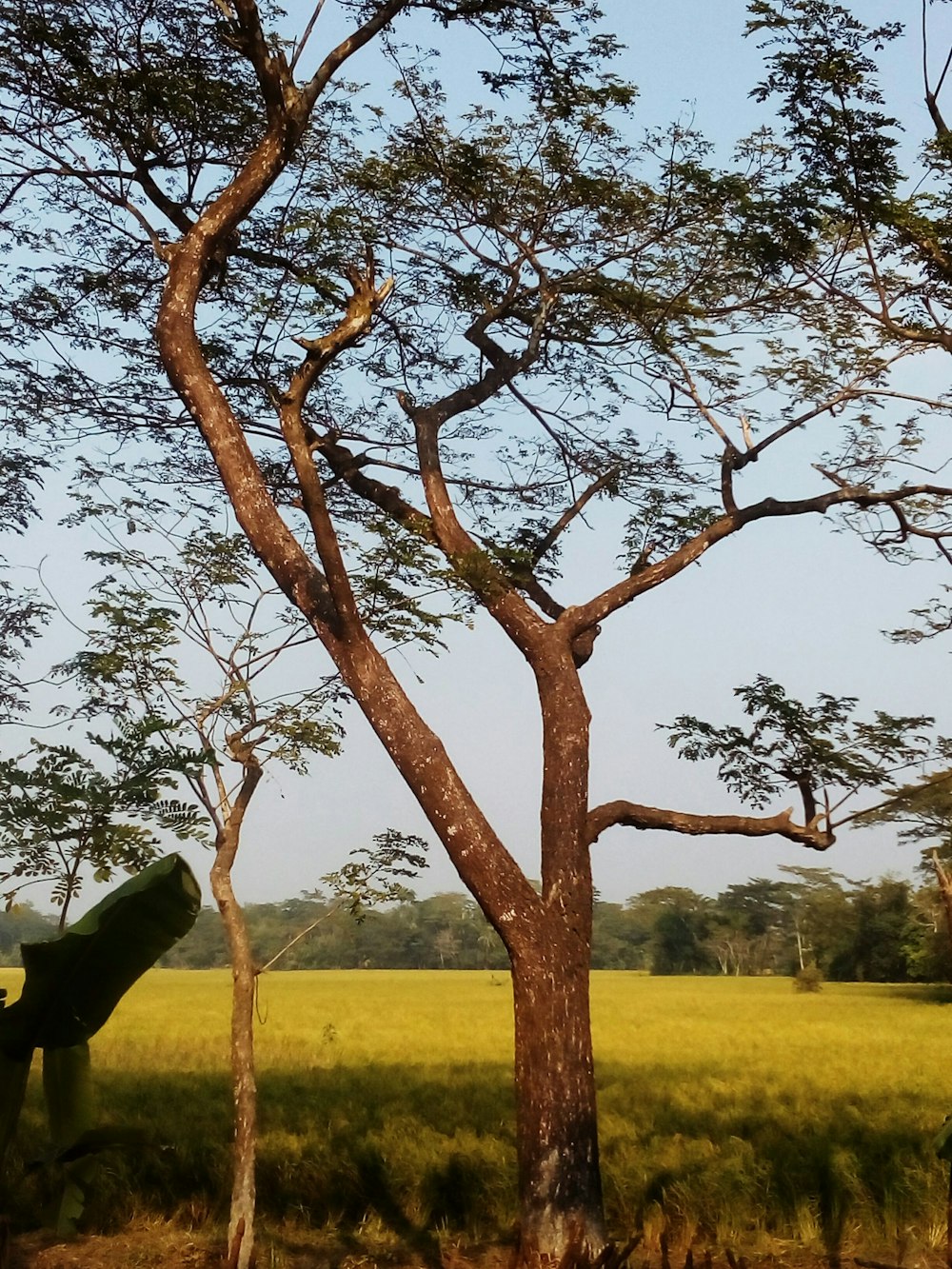 a large tree in the middle of a field