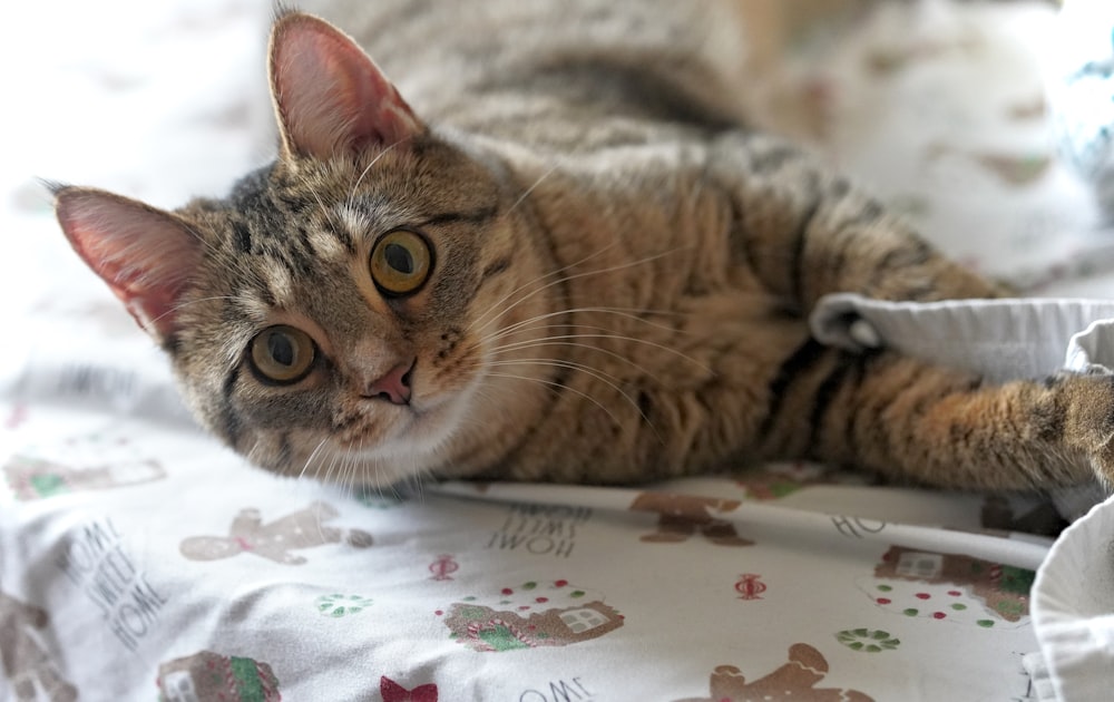 Un gato acostado encima de una cama junto a una almohada