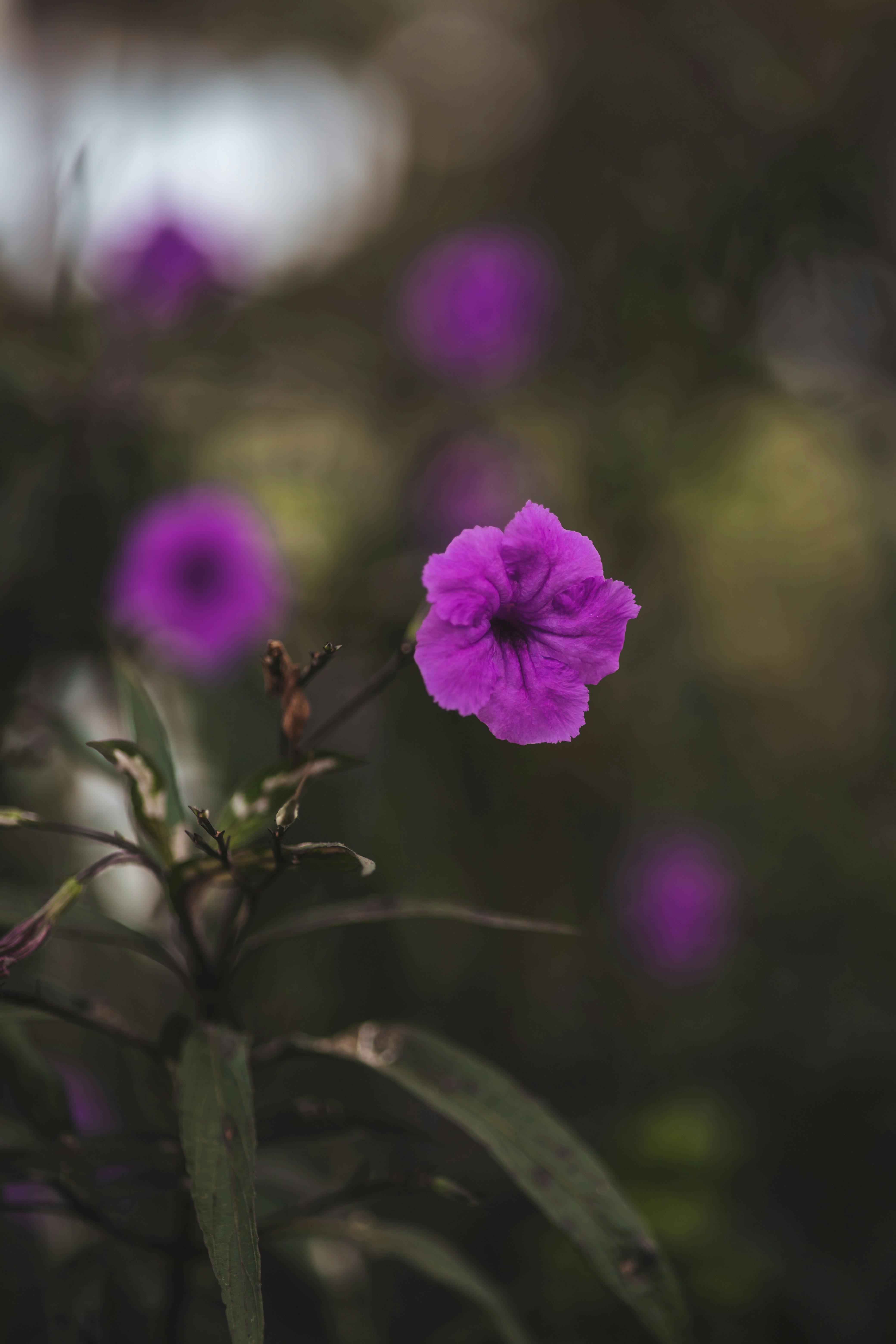 Photo by rrodriguesim