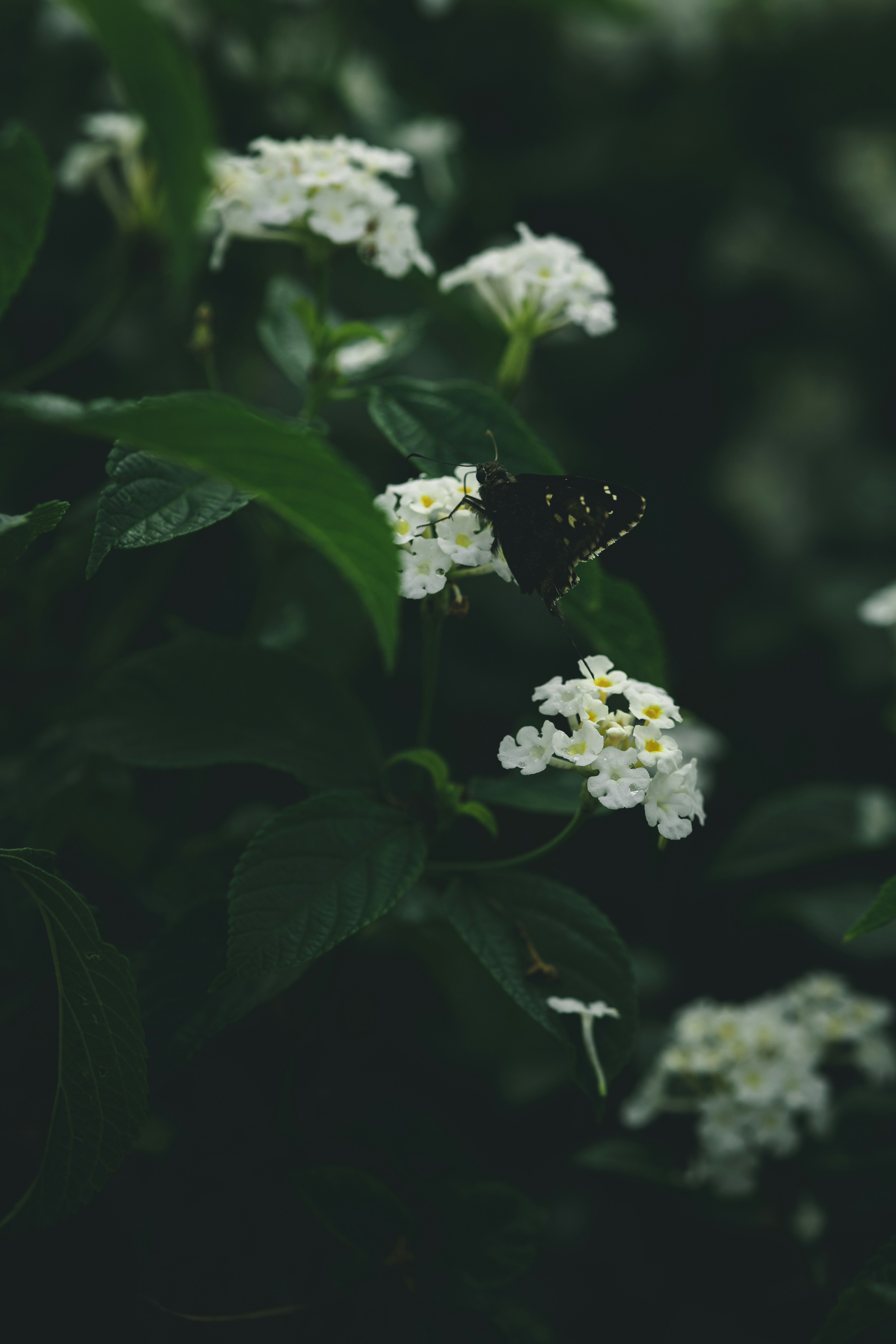 Photo by rrodriguesim