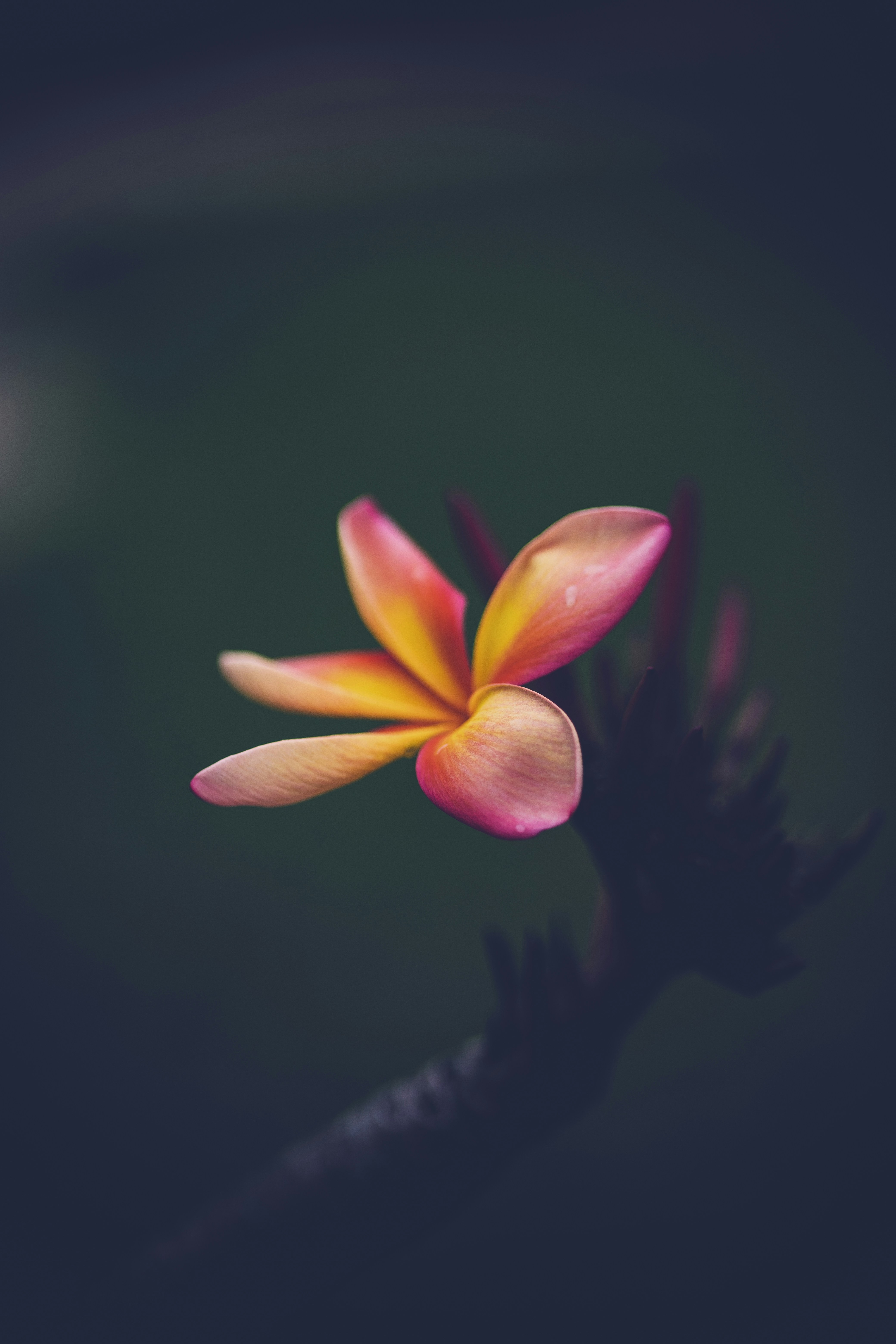 Photo by rrodriguesim