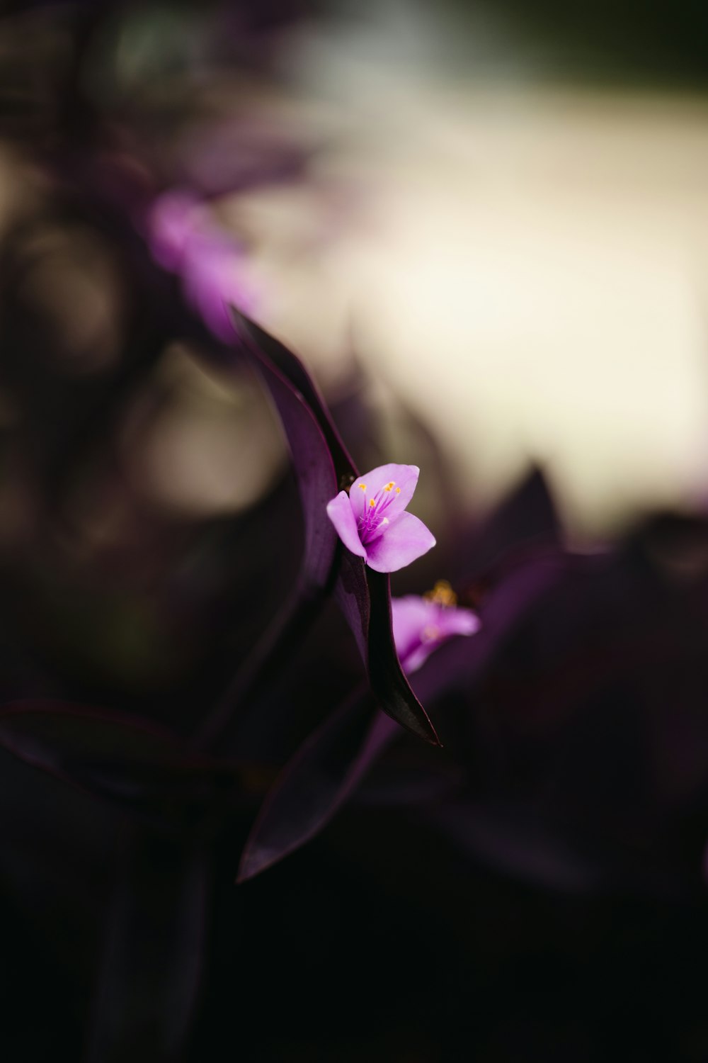 a purple flower with a blurry background
