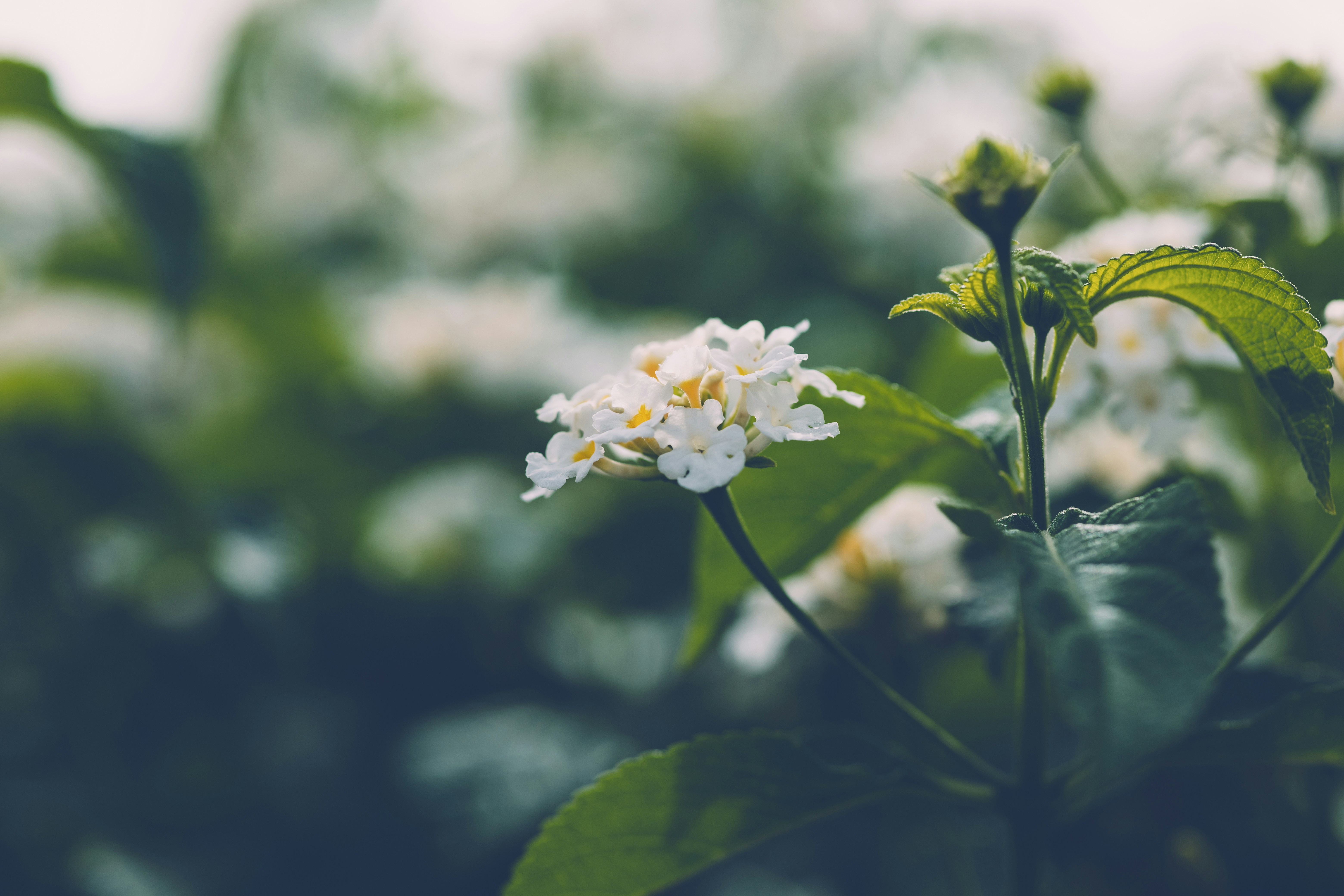 Photo by rrodriguesim