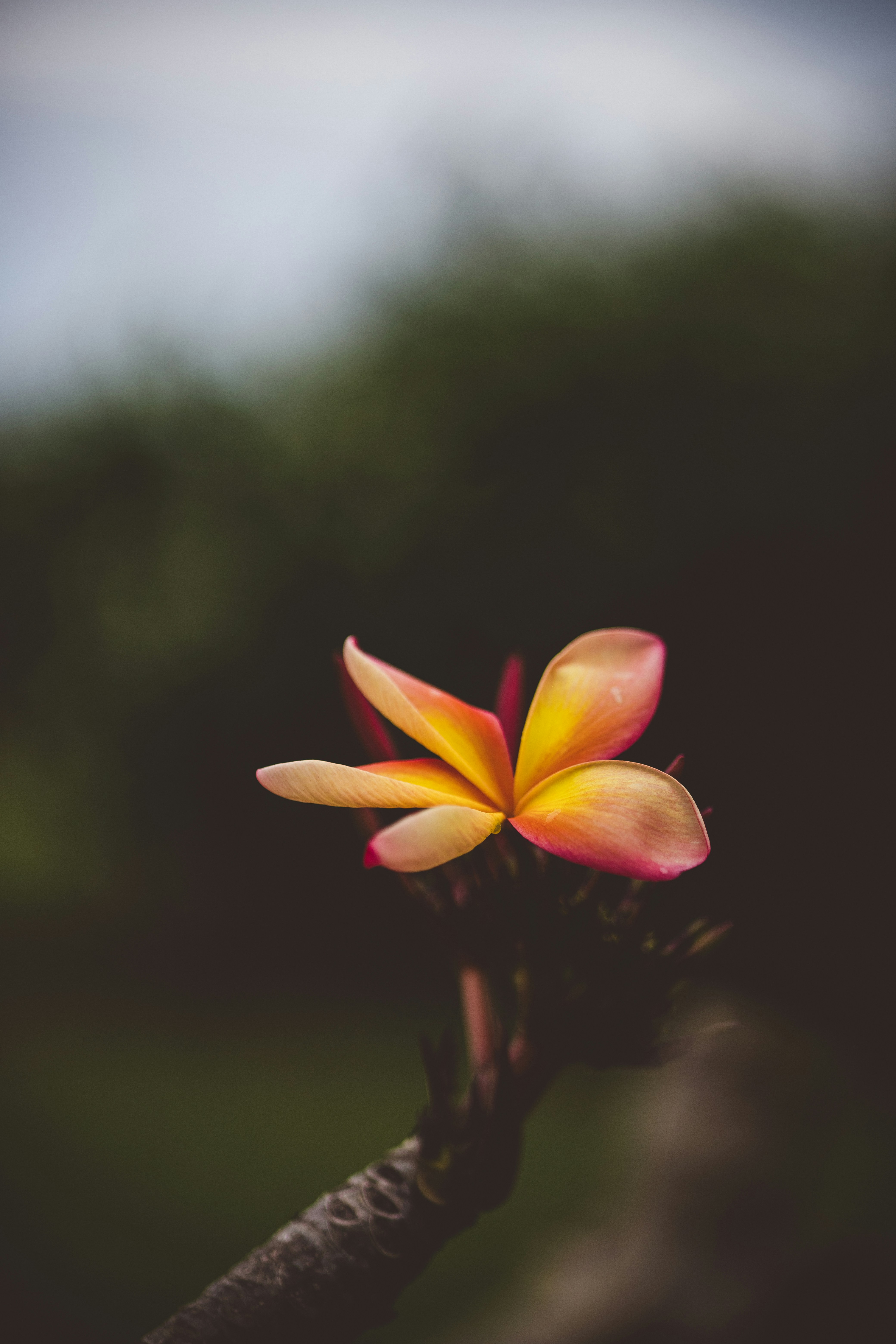 Photo by rrodriguesim